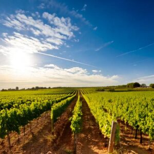 image d'un vignoble sous le soleil